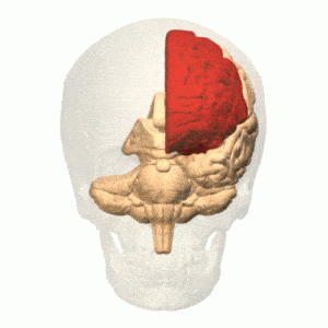 Frontal lobe of the left cerebral hemisphere