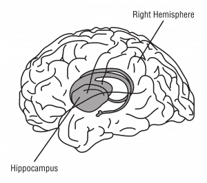Hippocampus meditation